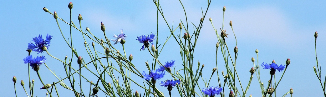 cornflowers