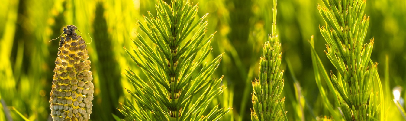 horsetail