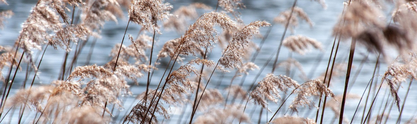 reeds