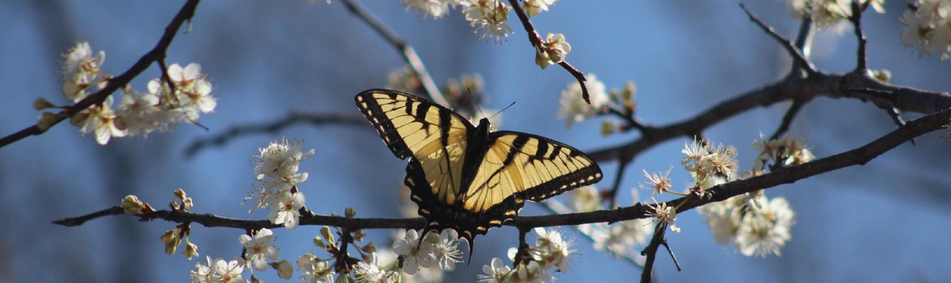 swallowtail